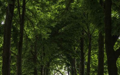 Villa Busetto Giarabassa